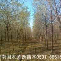 長(zhǎng)期供應(yīng)白蠟樹苗，成樹，白蠟?zāi)緝r(jià)格