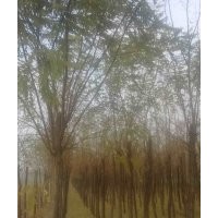 8公分刺槐價(jià)格