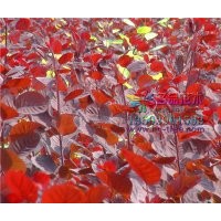長期供應(yīng)紫葉紅櫨價格低質(zhì)量好