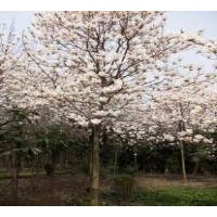 江蘇白玉蘭產(chǎn)地 2公分3公分白玉蘭價格