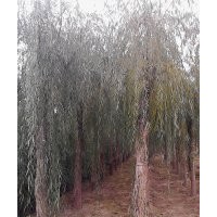 百盛苗木基地供應(yīng)垂柳