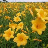 北京大花萱草價(jià)格|天津假龍頭種植商