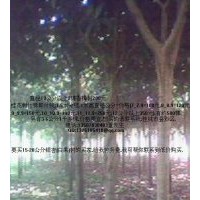 低價(jià)出售1米高處直徑3至12公分桂花樹(shù)