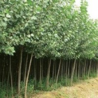 現(xiàn)在意楊報價：徑2公分意楊價格米徑5公分意楊價格