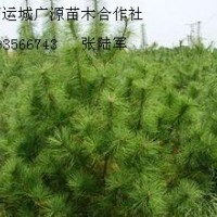 2米以上油松大量低價(jià)出售、大量油松供應(yīng)