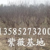 大量供應(yīng)紫薇2-3-4-5公分紅花紫薇、紫薇價格