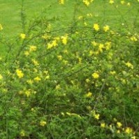 天津迎春梅|天津迎春梅哪家好