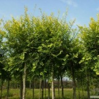 出售金葉榆,欒樹,白蠟