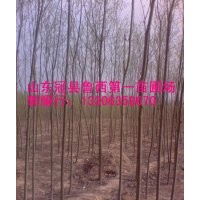山東毛白楊，國(guó)槐，椿樹(shù)，柳樹(shù)