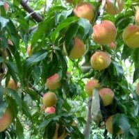 出售桃樹苗，梨樹苗，木瓜苗