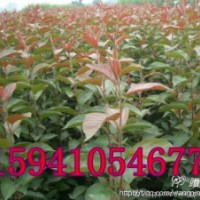 山丁子苗價(jià)格