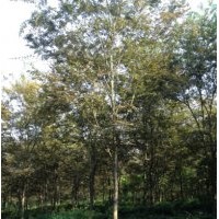 紅櫸樹小苗供應(yīng)