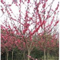 紅葉碧桃，西府海棠大降價