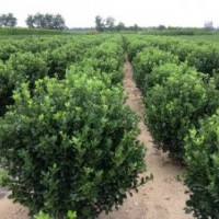 大量供應大葉黃楊球苗，木槿，北海道