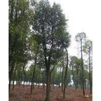 貴州各類規(guī)格香樟供應(yīng)