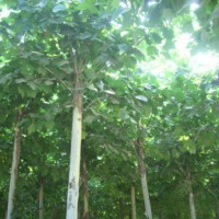 15公分法桐樹，18公分法桐