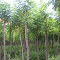 河北欒樹，河北北欒，欒樹，8公分以上欒樹