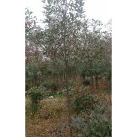 紅葉石楠價格紫薇價格櫸樹價格雪松價格廣玉蘭價格