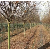 8-10公分紅花紫薇