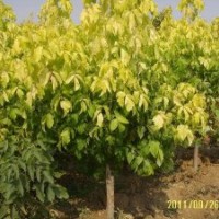 金葉復(fù)葉槭大量供應(yīng)