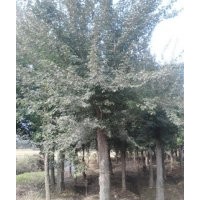 三角楓價(jià)格，三角槭價(jià)格