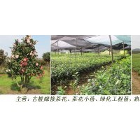 直銷批發(fā)工程苗木、茶花樹苗