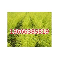 毛白楊16公分小苗哪里有賣的