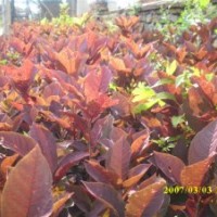 綠化苗木紅葉李,暴馬丁香,紫葉稠李