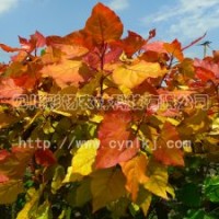 “紅霞楊”Ⅰ號(hào)、全紅楊、紅葉楊、彩色樹、中紅楊