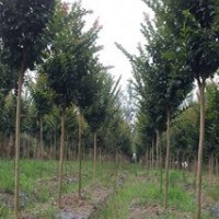 大量供應(yīng)速生紫薇