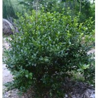 直銷大葉黃楊，小葉黃楊，金邊黃楊，瓜子黃楊