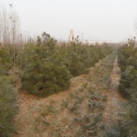 供應(yīng)白蠟，白皮松，北欒規(guī)格全