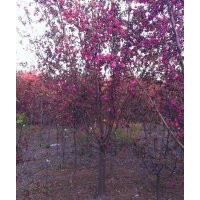 供應(yīng)北美海棠，西府海棠，海棠，各規(guī)格全