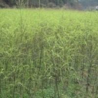 苗圃大量供應(yīng)3-15公分垂柳價(jià)格江蘇垂柳產(chǎn)地