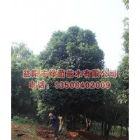 供應(yīng)桂花樹，湖南桂花，50公分桂花(圖)