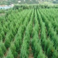 供應(yīng)各種規(guī)格白皮松