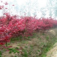 供應(yīng)園林綠化苗木 日本紅楓小苗 美國(guó)紅楓小苗 紅楓小苗
