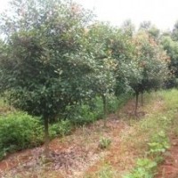 高桿紅葉石楠 2-3-4-5-8cm安徽