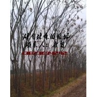 8公分欒樹價(jià)格,6-8公分欒樹價(jià)格