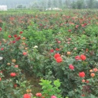 供應(yīng)豐花月季，豐花月季苗，豐花月季小苗，豐花月季工程苗