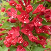 供應紅王子錦帶 紅王子錦帶小苗 紅王子錦帶球 附栽培技術(shù)