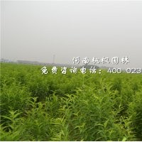 龍柱碧桃苗木桃楓園林貨源充足