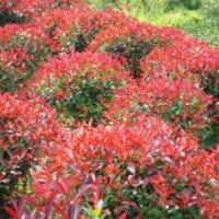 批發(fā) 紅葉石楠 紅葉石楠苗 紅葉石楠球 高桿紅葉石楠