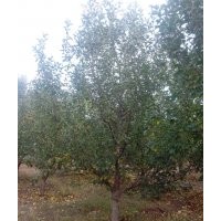 15公分京紅海棠