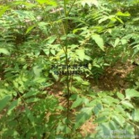 欒樹苗北京欒樹廉價提供另有欒樹籽大量提供