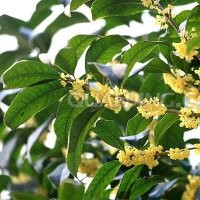 常年出售廣玉蘭，香樟，大葉女貞，紅葉石楠等