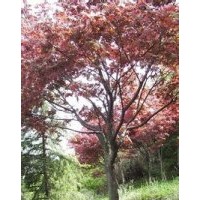 15公分全冠多桿叢生烏桕價格.現(xiàn)在15公分烏桕價格