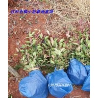 宏景旺季特價紅葉石楠球-湖南紅葉石楠球-紅葉石楠精品球產(chǎn)地直銷