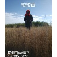 供應(yīng)優(yōu)質(zhì)梭樹苗 一炷香苗 高度30-70公分 無病蟲害梭梭