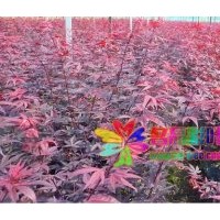歐洲紅楓地徑2—4公分